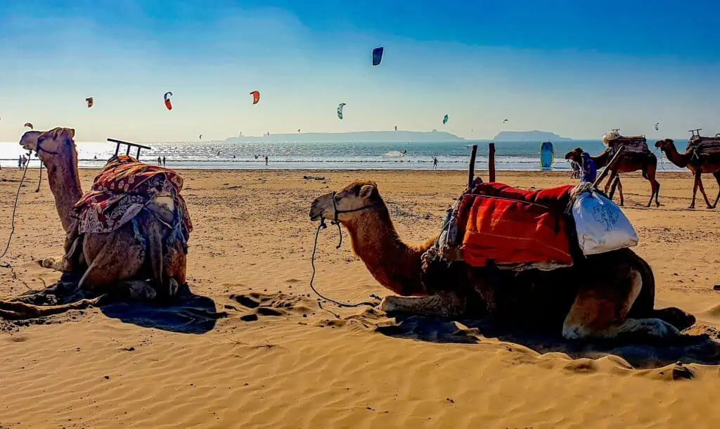 A view of cmaels laying down on the beach with kite surfers in the sky in the background.