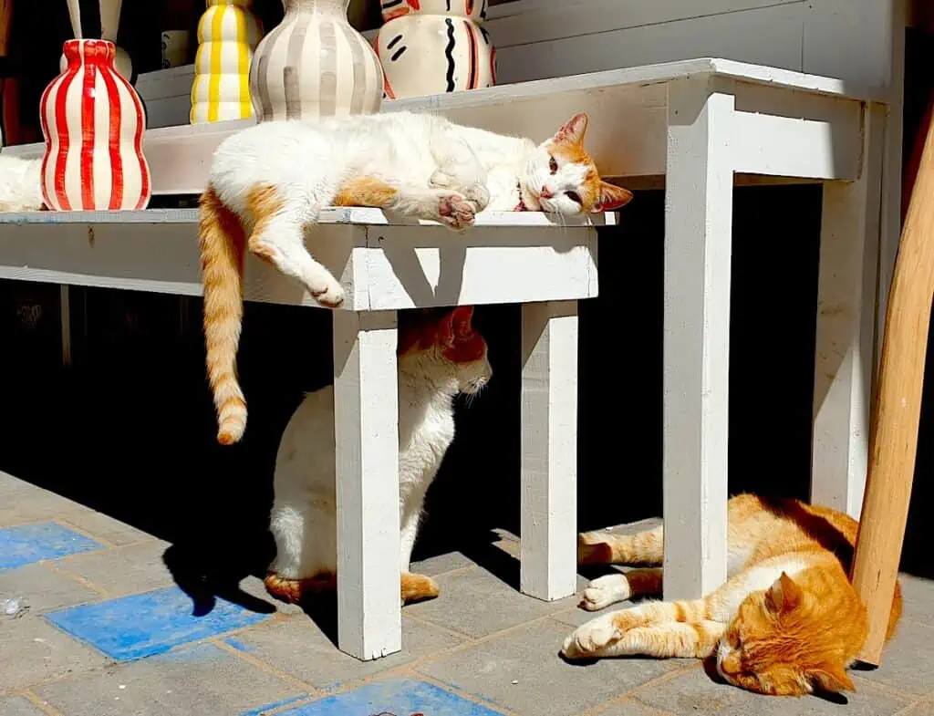 One orange cat sits on the ground beneath a white table. A white and orange cat sits on the table above and looks at the camera on a sunny day in Essaouira. This is the best time to visit Essaouira.
