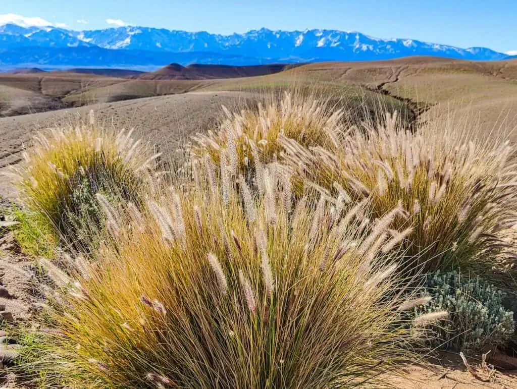 View of the desert plants and rock hills of the Agafay Desert on a sunny day with the snow-capped Atlas Mountains in the background.