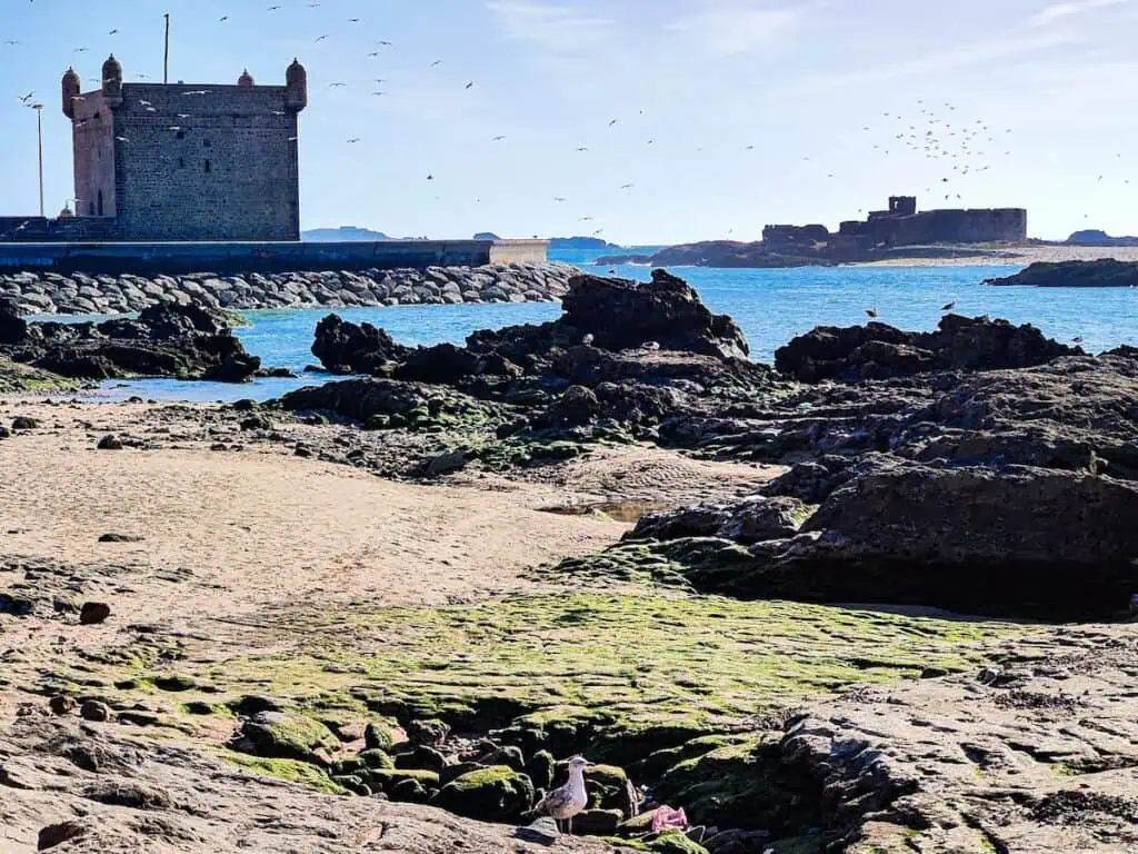View of the rocky beach with seaweed and the Skala de Port in the background. This is one of the best beaches in Essaouira if you like tide pools. You can see birds flying through the air on a sunny day and an island in the distance.