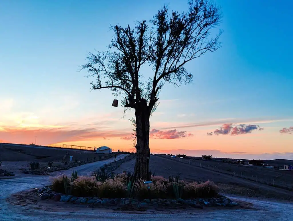 View of a tree sitting in the Agafay Desert. There is a dark sky in the background and the sun is setting beneath the horizon.