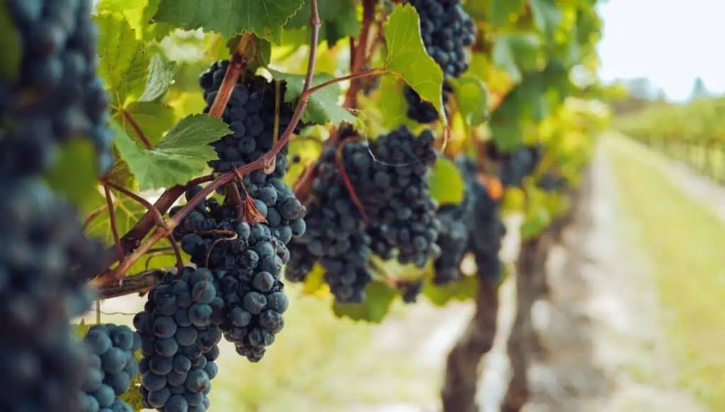 A view of purple grapes hanging in the vine at a vineyard in Morocco.