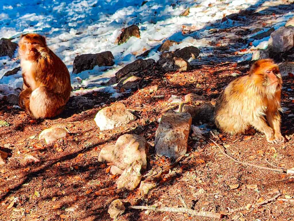 View of two small monkeys standing next to each other on the dirt and snow in Ifrane. They are small brown monkeys on the ground and they are in one of the most beautiful places in Morocco.