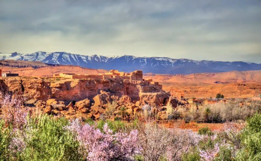 View of the snow-covered Atlas Mountains and a clay settlement in an arid landscape with flowers in the foreground.