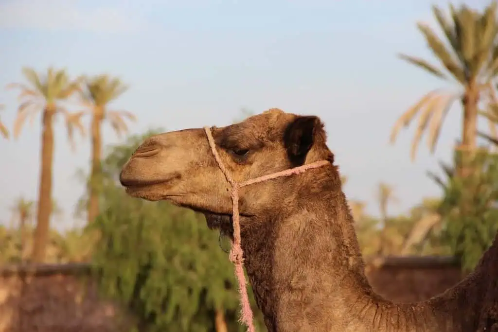 An up close view of a camel with his head facing left and blurred palm trees in the background. This photo was takien while enjoying the best quad biking in Marrakech.