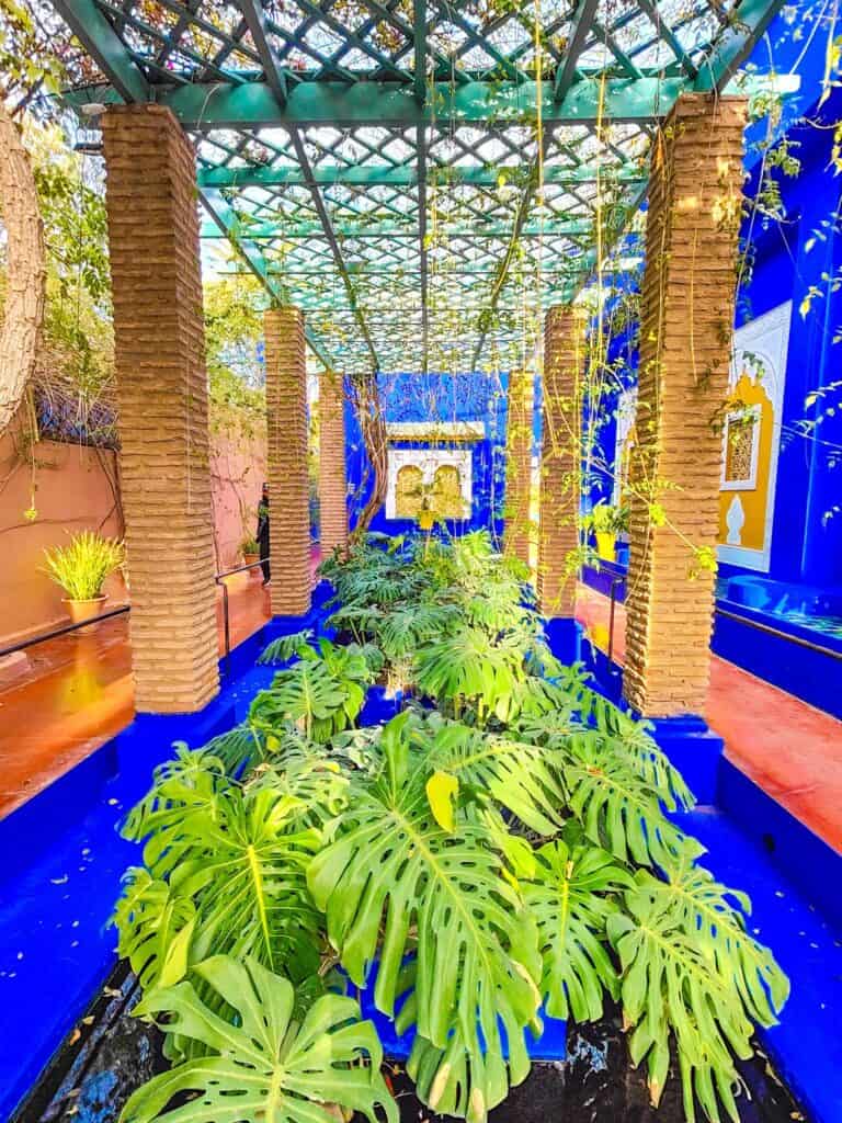 View of an electirc blue atrium in Jardin Majorelle fileld with lots of ferns. You'll see this when visiting Jardin Majorelle.