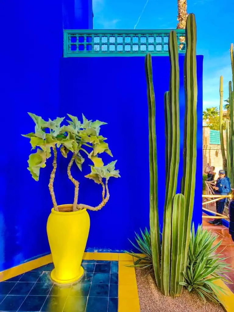 View of the electric blue building in Jardin Majorelle with a plant in a yellow vase and a tall cactus.